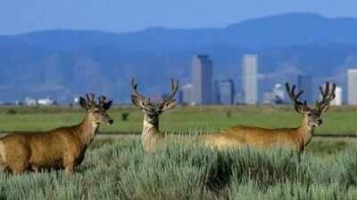 Rocky Mountain Arsenal National Wildlife Refuge Colorado cleaned up Rocky Mountain Arsenal after decades of weapons and chemical production; a 15,000-acre refuge now supports more than 330 animal species