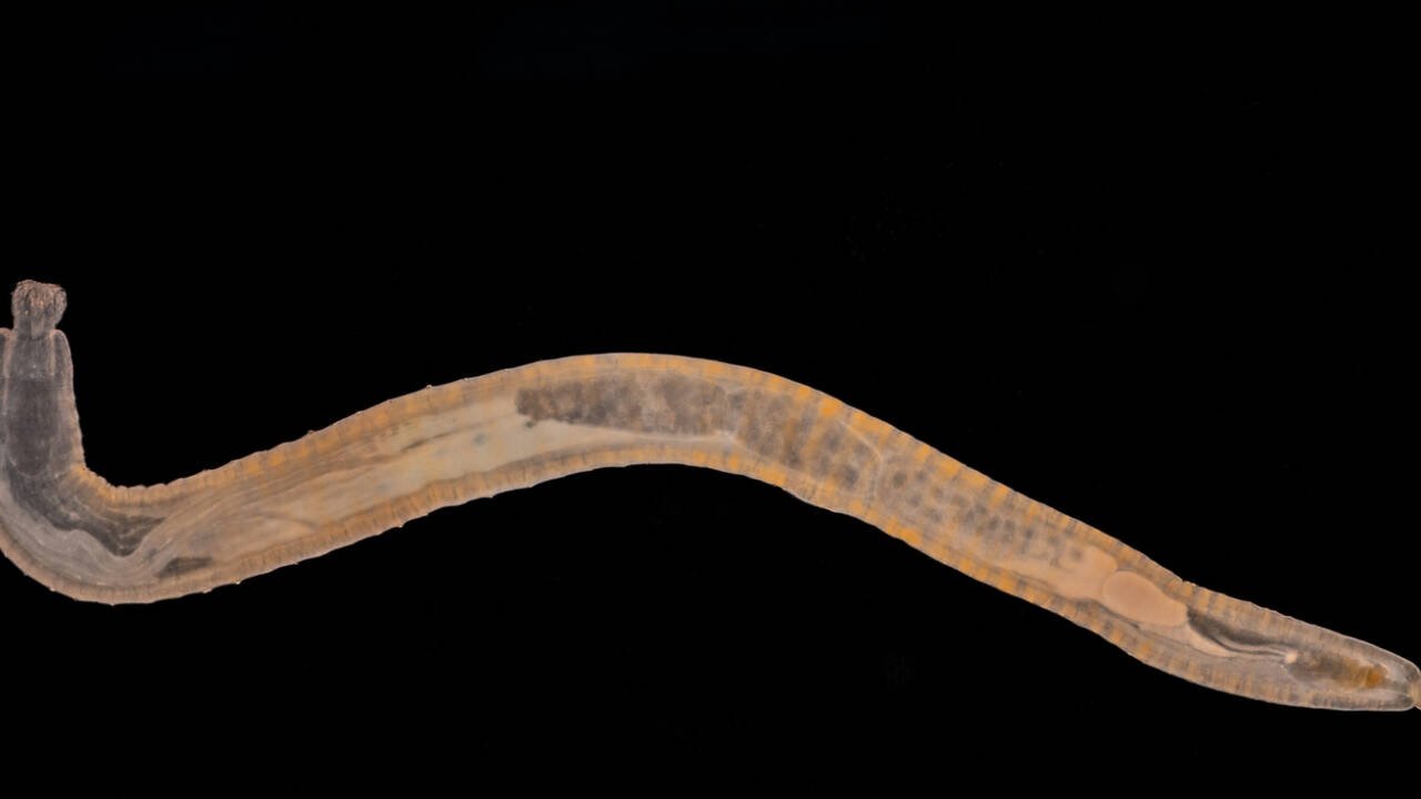 Scientists found an enzyme in a worm that can break down PHAs into smaller molecules that animals can utilize.