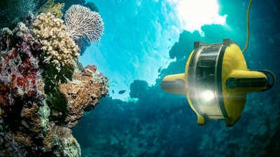 Scientists have solved the mystery of unusually high concentrations of chlorophyll detected more than 1,000 metres beneath the ocean Between 2014 and 2017, underwater robots found surface chlorophyll 1,000 metres deep; scientists have now explained how it arrived
