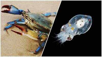 Scientists release 130,000 young octopuses into Italy’s Adriatic Sea to help control invasive blue crabs. Invasive blue crabs cost Italy’s shellfish industry tens of millions of euros; scientists release 130,000 octopuses into Adriatic Sea to keep them in check
