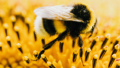 Image: AI Generated Scientists say rising carbon dioxide is shrinking populations of the world's largest bees