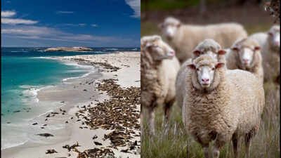 Sheep grazed on San Miguel Island prior to 1850, but the ranching period expanded greatly when California pioneer George Nidever made his home on the island in 1850. In 1850, a California rancher brought 45 sheep to San Miguel Island; by 1862 there were 6,000, and after grazing denuded the island the last 148 were eliminated in 1966
