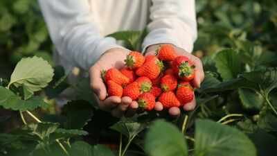 Representative image In 2024, a 192,560 sq ft industrial project won approval on 22 acres beside New Jersey’s Monmouth battlefield; two years later the state paid $15 million to preserve the former strawberry farm as part of the park