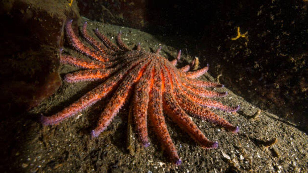Sunflower sea stars<br><br>