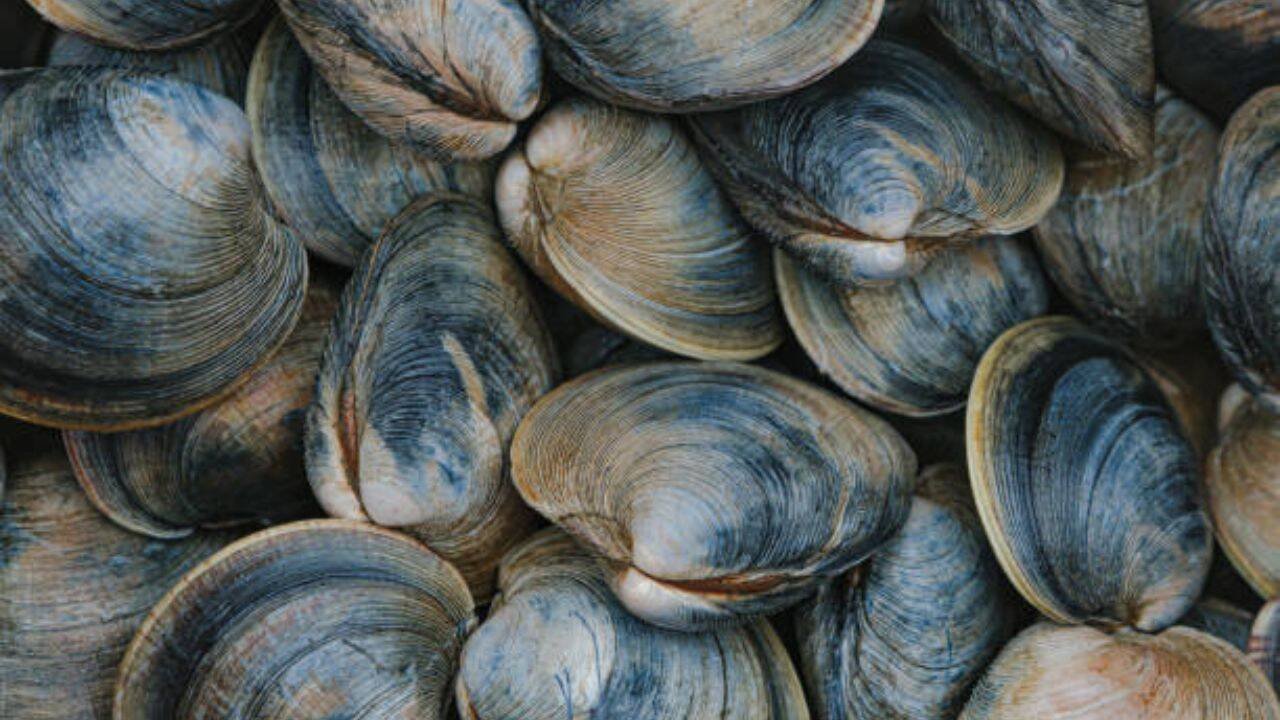 Super clams and a missing species<br><br>