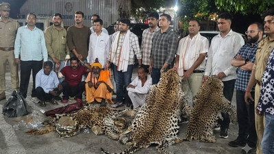 The arrest followed the seizure of 10 leopard skins in Agra on July 23, with the investigation leading officers to the Kuno-Chambal forests in MP. Sacked Delhi Police constable held for killing of 10 leopards in Kuno National Park