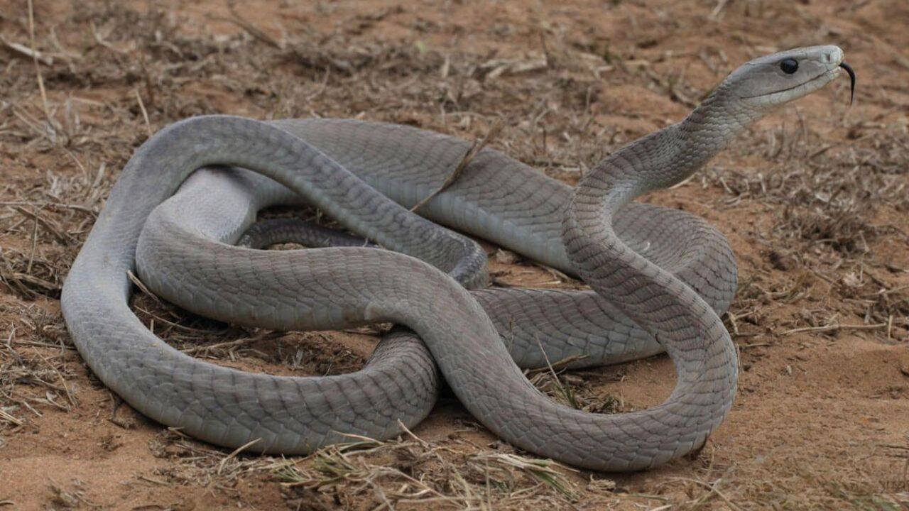 The attack of a black mamba<br><br>