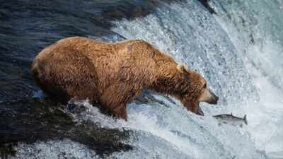 Alaska's live bearcam has become a summer hit: 7.3 million views in six weeks as brown bears gather at Brooks Falls to catch salmon