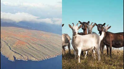 The cultural importance of the island is demonstrated by the some 3,000 archeological and historical sites and features that were documented through 2004. In 1793, goats were introduced to Hawaii’s Kahoʻolawe; their population later reached about 50,000, and 200 years later the last feral goat was removed after severe vegetation loss and erosion