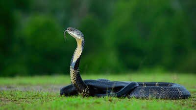 The discovery has prompted authorities to limit public access to the region while conservationists monitor the nesting site. Mushroom hunters entered a Nepal forest and found a nest built by the only snake known to make one. Officials have now restricted access while conservationists monitor the site
