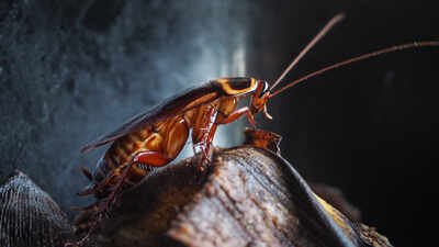 The discovery may also help explain why conventional traps and insecticidal baits can sometimes have trouble controlling infestations. Newborn German cockroaches eat from a shared fecal pile and learn their colony’s smell; the social bond may explain why traps often fail