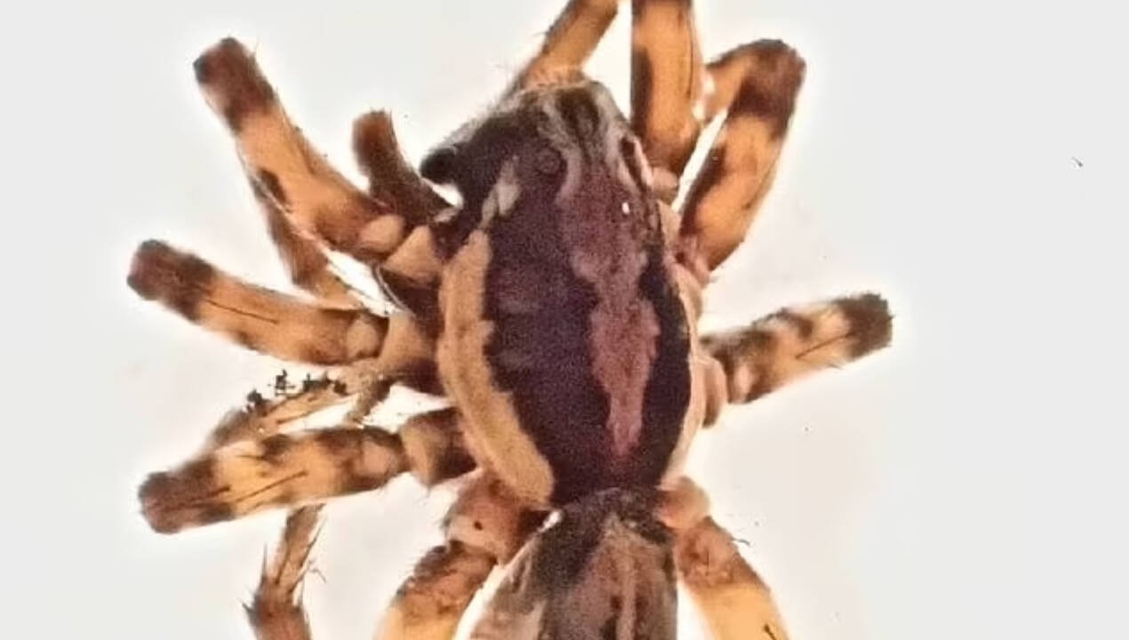 The find was significant because the spider looked very much like other members of its genus, making it hard to identify with the naked eye.