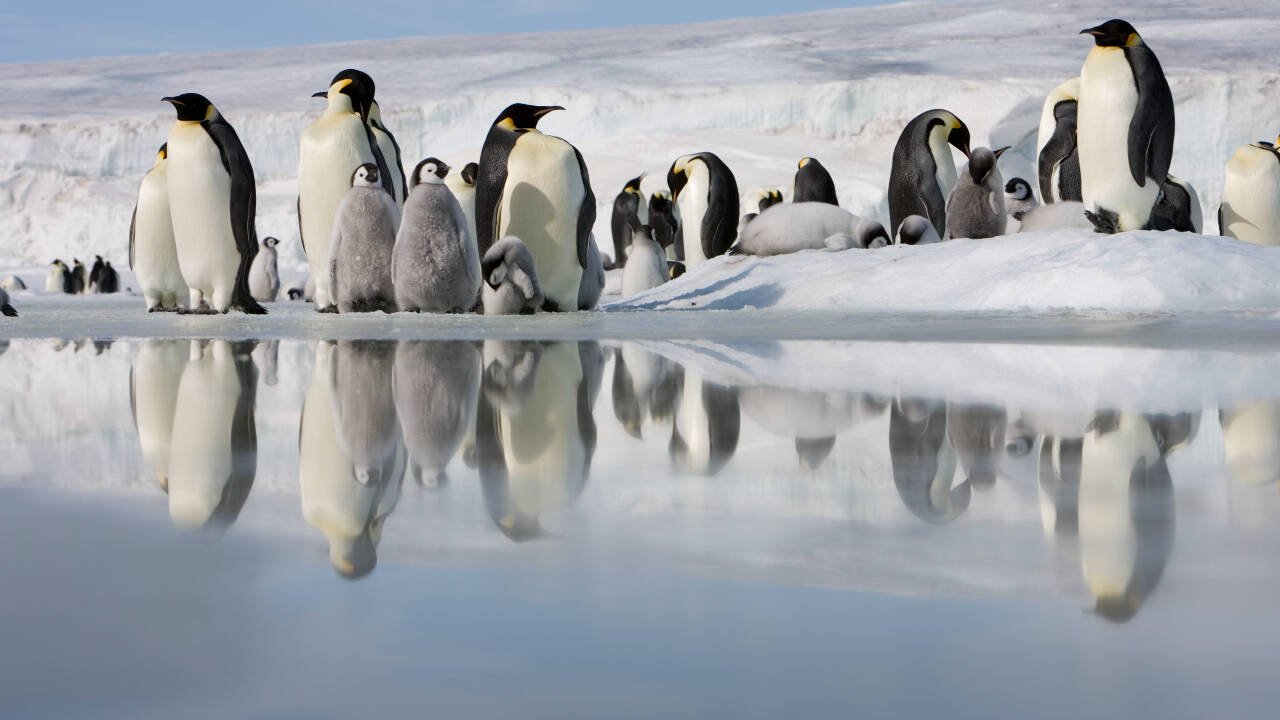 The findings also demonstrate that physical barriers, not just changing temperatures or melting ice, can reshape wildlife populations