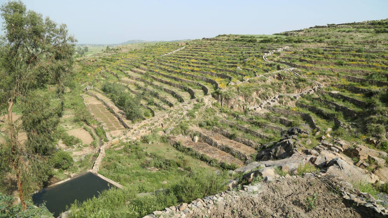 The findings suggest that these isolated vines might be the last remnant of a once thriving tradition of grape-growing