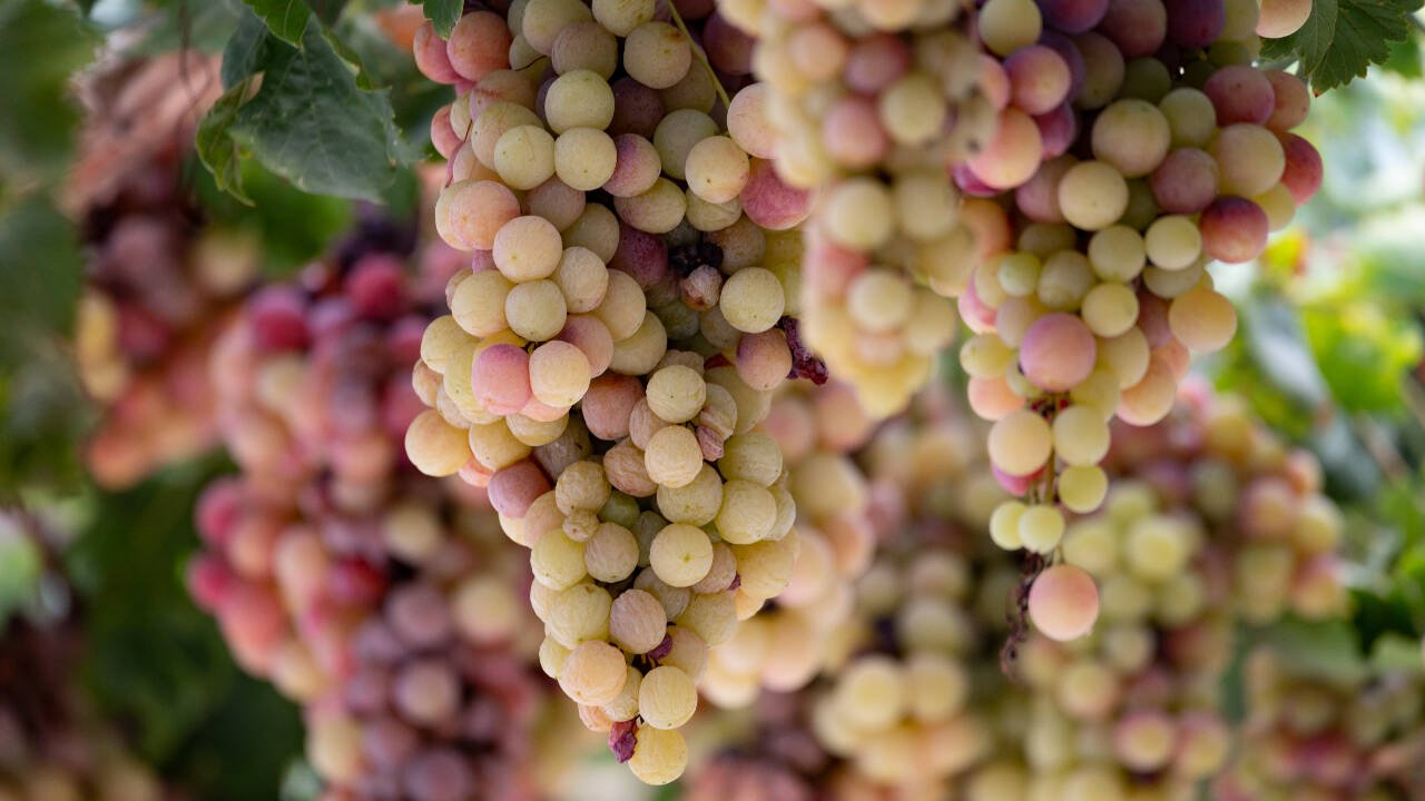 The limestone in the soils of the Riverland has much in common with the terrain of Cyprus and other parts of the eastern Mediterranean