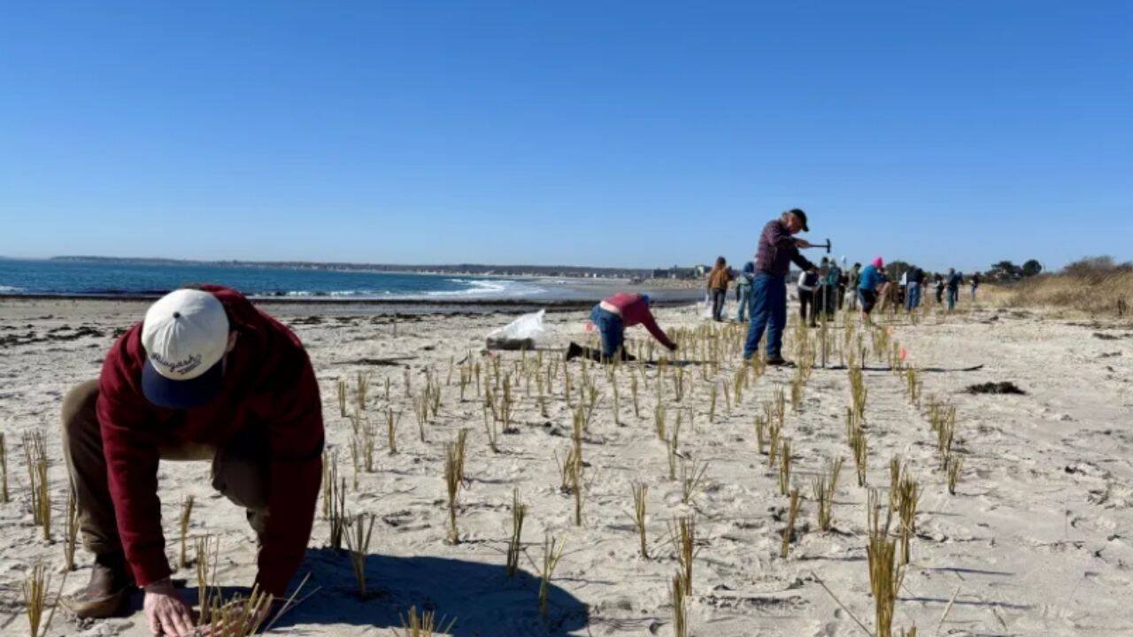 The newly planted grass stretched for about 1,200 feet along the beach.