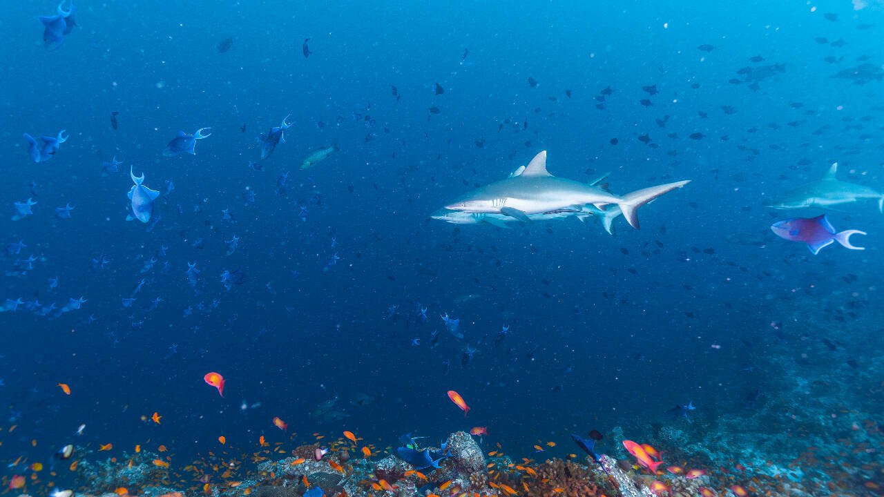 The study also found that the fish act differently after they reach the Mediterranean