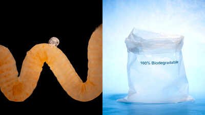 The study began with an unusual marine worm, Olavius algarvensis. The little animal has neither a mouth nor a digestive tract. Nature invented biodegradable plastic millions of years ago and animals have been eating it ever since; scientists now think it could offer a clue to Earth’s plastic crisis