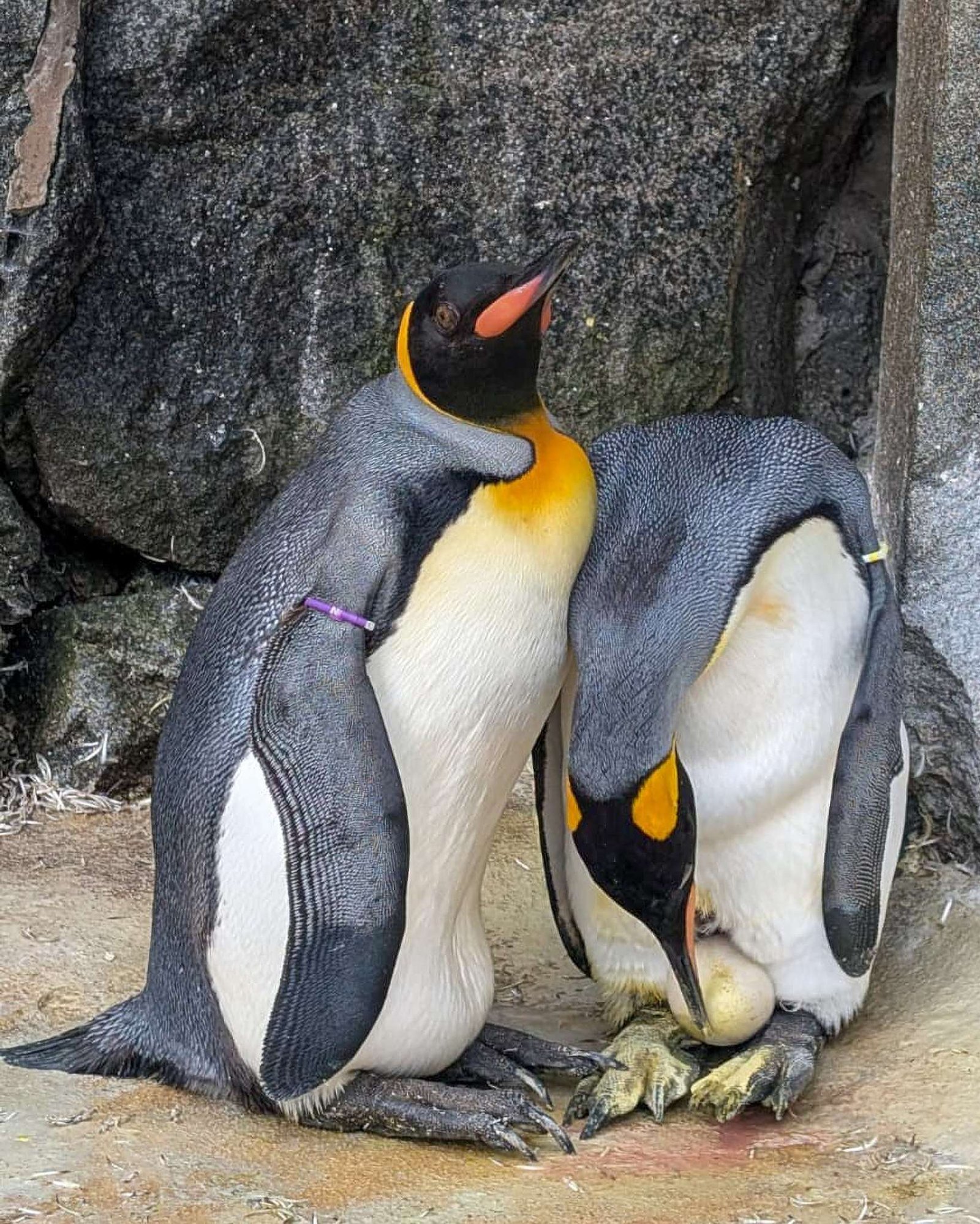 The world’s highest-ranking penguin, Sir Nils Olav III, is set to become a father after his partner Connie laid an egg at Edinburgh Zoo.