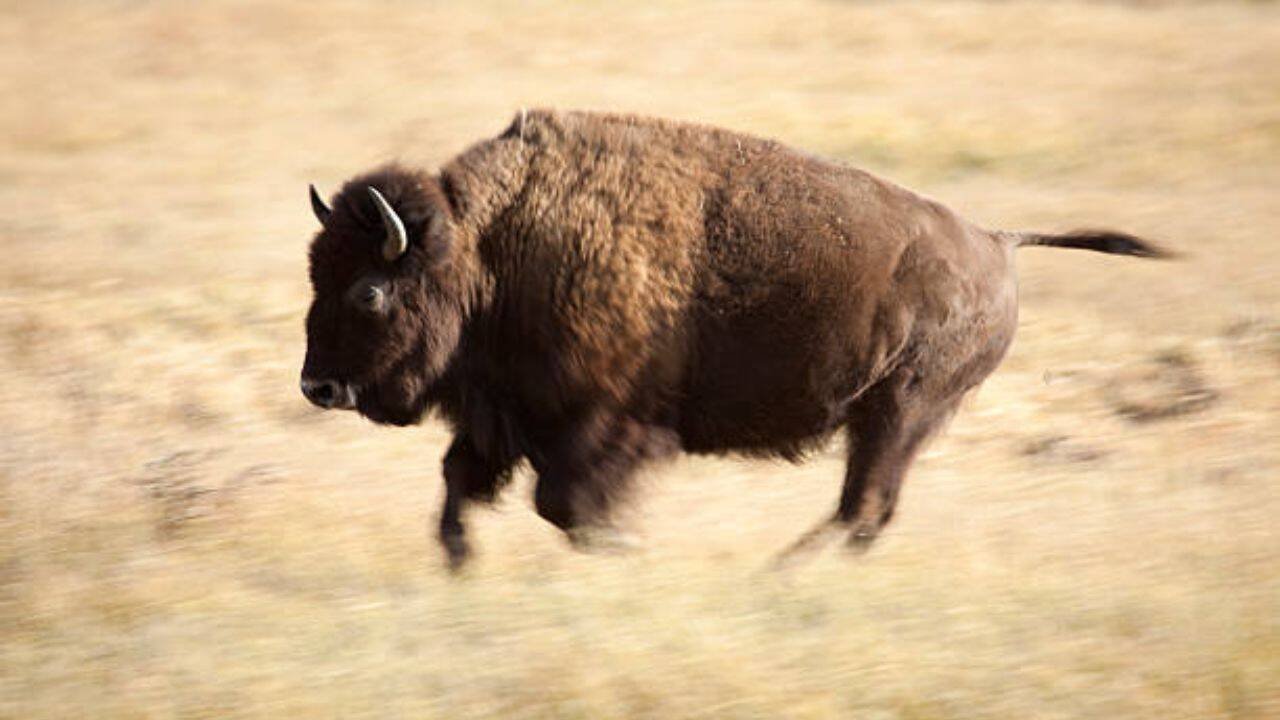 Their natural behaviours have cascading benefits for grassland health<br>