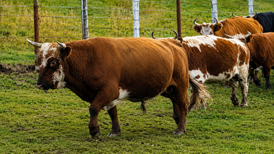 Image: The Livestock Conservancy These cattle were left to survive alone on an Alaskan island; generations later, their DNA was unlike most US breeds