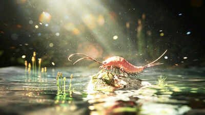 A 324-million-year-old fossil from Texas preserves an early insect with 24 legs and paddle-like limbs on its abdomen, suggesting insects did not leave water for land in one sudden evolutionary jump
