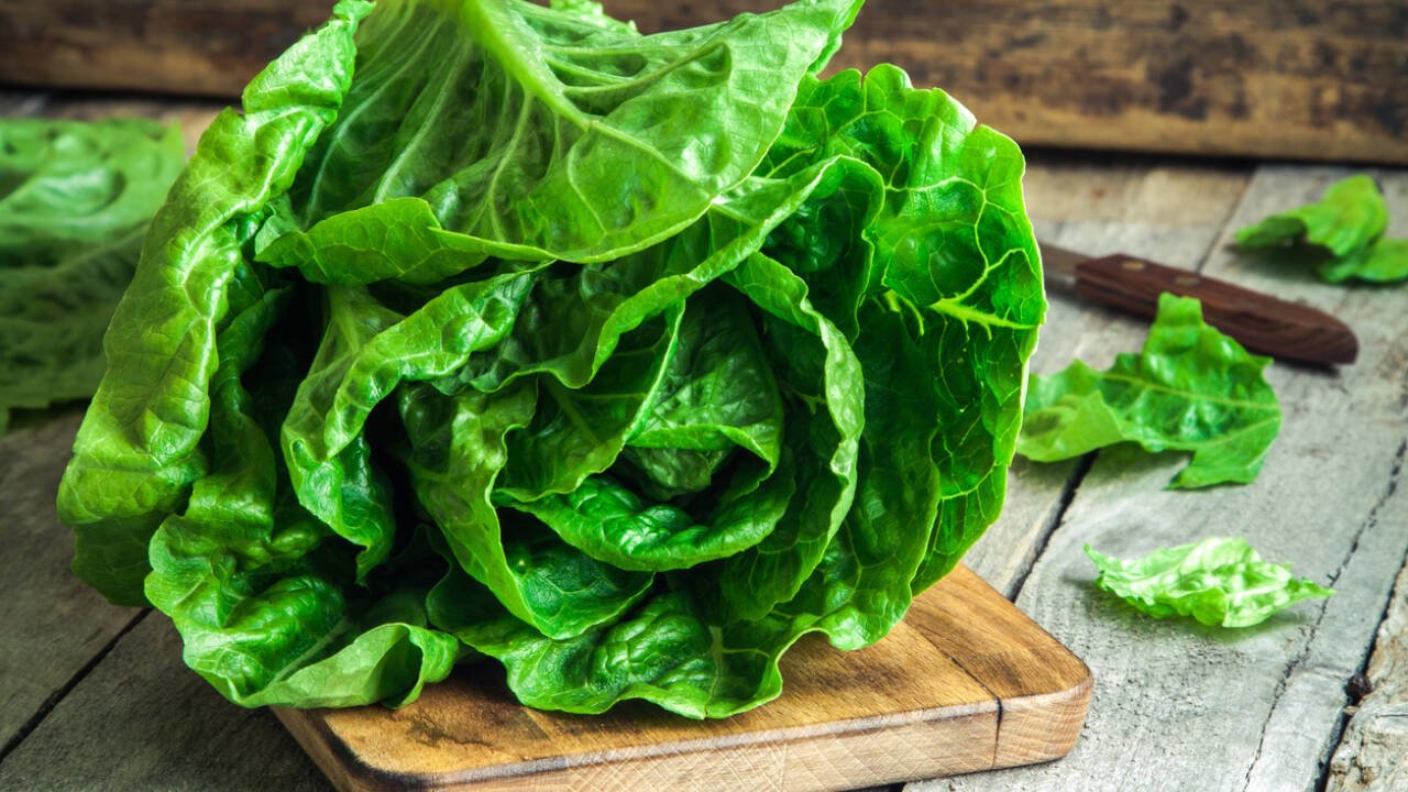 To compare, the scientists also inserted myoglobin genes into the nuclear genomes of tobacco and lettuce and into the chloroplasts of the single-celled green alga Chlamydomonas reinhardtii.