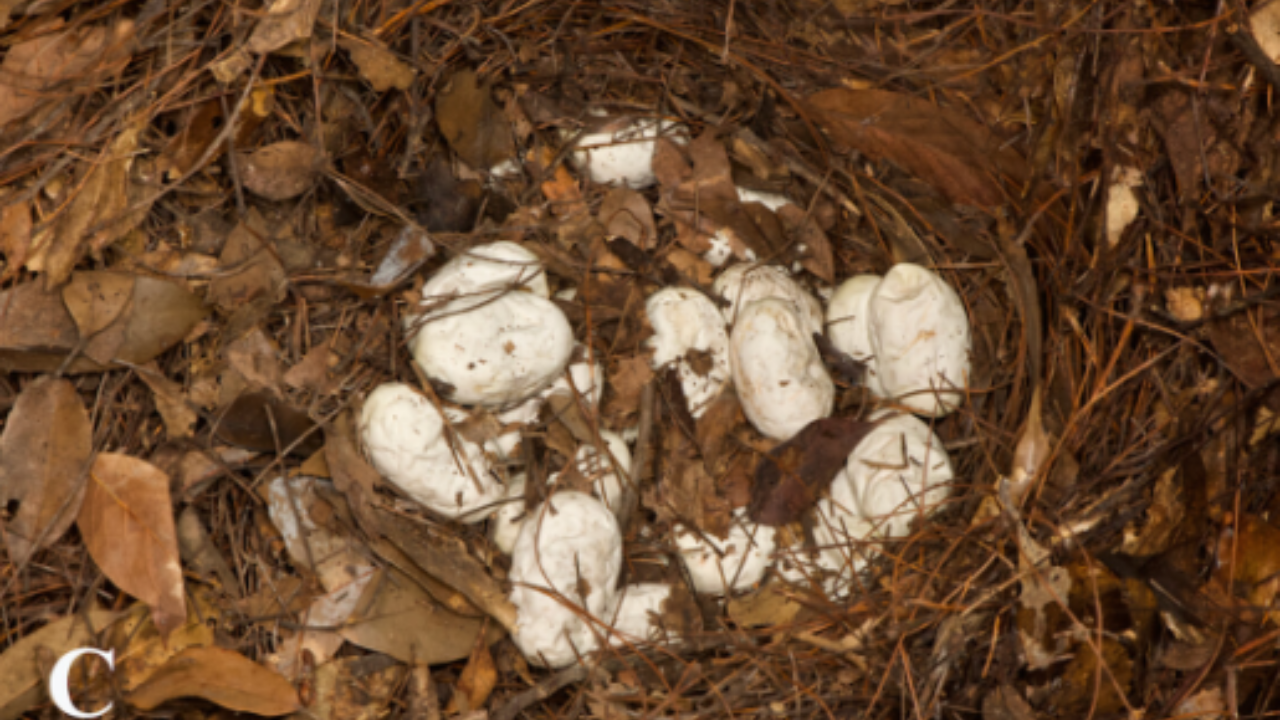 Two king cobras guarded a nest near Kunming in 2024 <br>