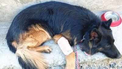 Tyson is the only animal hero among the 89 personnel chosen for MiD, which is an official military commendation. Army dog Tsyon that helped forces track 3 terrorists in J&K, shot in leg by ultras during op gets President I-Day honour