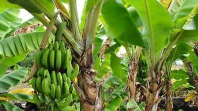 UK heatwaves help bananas fruit, experts explain why it’s unusual Bananas are fruiting in UK gardens after heatwaves: Why experts say this is unusual