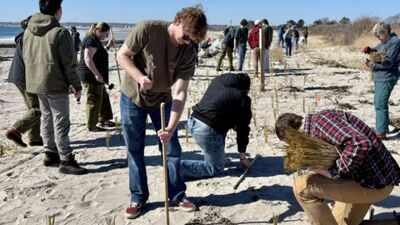 University of New England students plant dune grass at Biddeford Pool beach in Maine. Maine students and residents planted 12,000 dune-grass stalks after two 2024 storms washed away dunes; in 2026, volunteers returned with 20,000 more to rebuild the beach