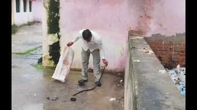 UP man bitten by 5-ft snake kills it, then walks into hospital carrying its body in a bag