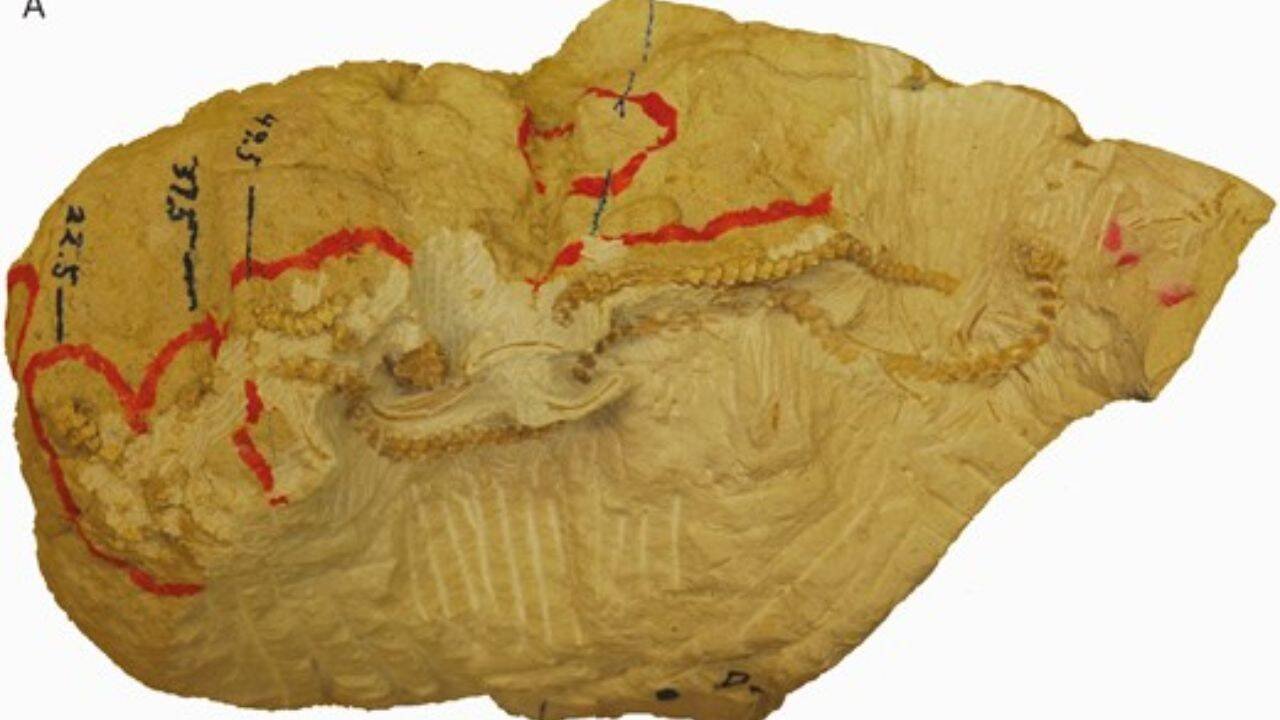 What makes these 38-million-year-old snake fossils unique