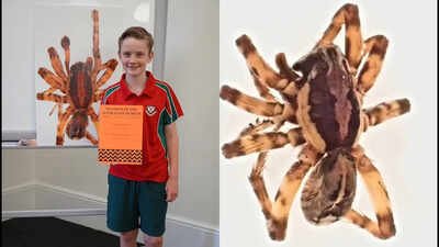 While on the remote island Murphy picked up a small spider that intrigued him, and he decided not to wonder what sort of spider he'd found, but to seek the opinion of an expert. In 2020, 10-year-old Murphy Widdowson collected a spider on a remote Australian island that experts could not identify; scientists later declared it a new species and named it Artoriopsis murphyi after him