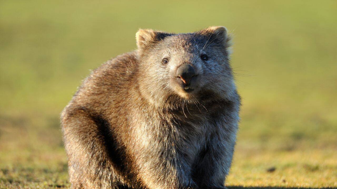Wombats joey (Canva)