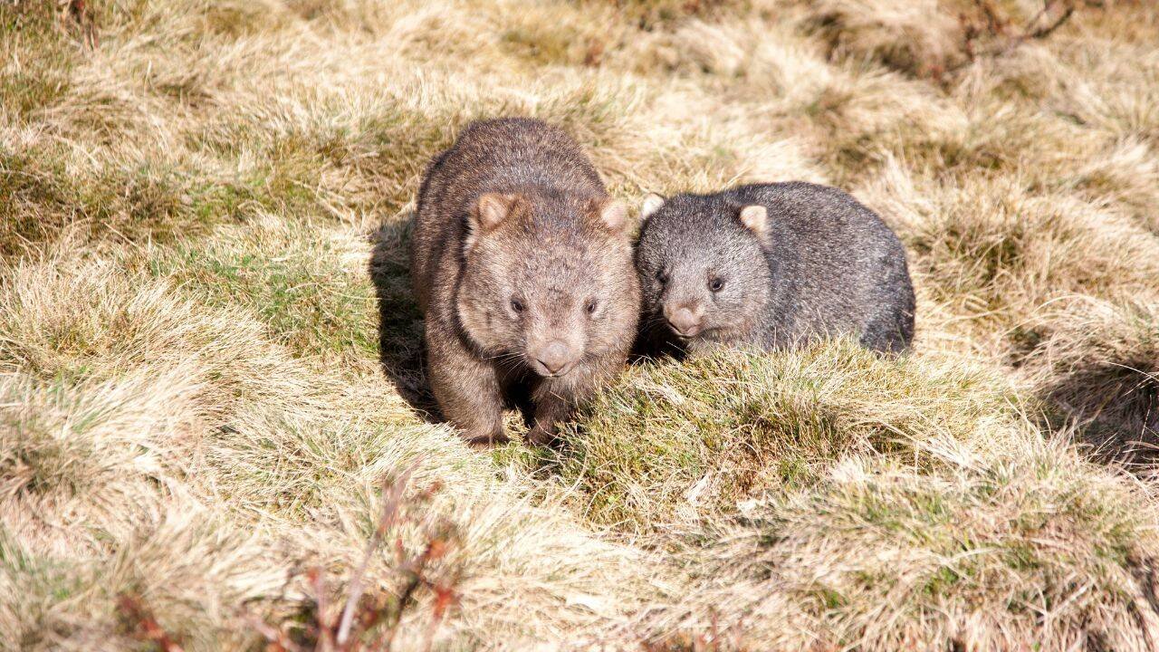 Wombats
