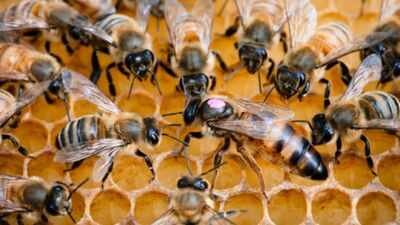 Only three Hawaiian producers meet America’s organic honey framework; scientists say the rules may be unnecessarily strict