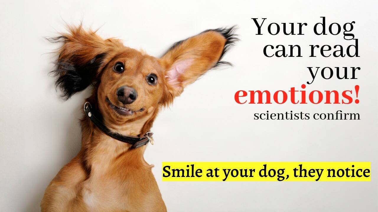 Your dog really can read your mood