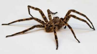 Wolf spider on white background. Image Credit: Philip N. Cohen/Wikipedia Scientists tested spiders as living DNA traps; their stomach contents can reveal which insects and other animals are living around them