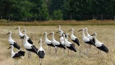 A flock of White Storks. Image Credit: Society for Ecological Restoration(SER) White storks vanished from Southern Sweden in the 1950s; a wetland revival now aims to support 100 breeding pairs