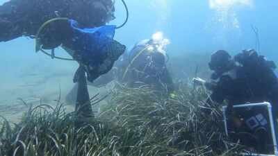 Ischia Posidonia Restoration monitoring in May 2026. Image Credit: ISPRA A seagrass meadow was transplanted off an Italian island in 2009; 17 years later, scientists found signs of a functioning ecosystem