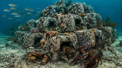 Representative Image (AI-generated) In 1989, UK researchers turned 50 tonnes of coal-fired power station waste into an underwater reef; lobsters and crabs arrived within 3 weeks