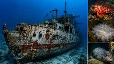 In 2002, South Australia sank ex-HMAS Hobart in under 3 minutes In 2002, South Australia sank ex-HMAS Hobart in under 3 minutes; 18 years later, a marine survey recorded more than 50 fish species around the destroyer