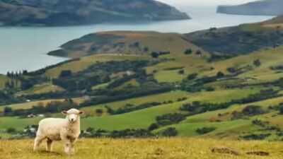Representative Image New Zealand home values hit three-year low as buyers remain cautious