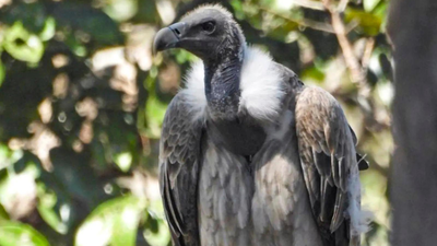 As vultures disappear, minister calls for ‘safe zones’ As vultures disappear, minister calls for 'safe zones'