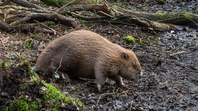 One year after beavers were released into the wild at Studland in Dorset, their activity has dramatically reshaped part of the local landscape England released beavers into a Dorset woodland in 2025; one year later, their dams had turned dense forest into wildlife-rich wetland
