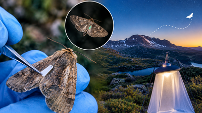 Representative Image (AI-generated) Scientists tagged 14,000 endangered Australian moths with paint and eyelash glue to trace their migration; not one was found, and researchers say that may be good news