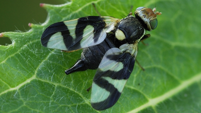 Gall fly In 1973, Montana released a gall fly to control spotted knapweed; decades later, the biocontrol program was linked to over 3 times more hantavirus-positive deer mice