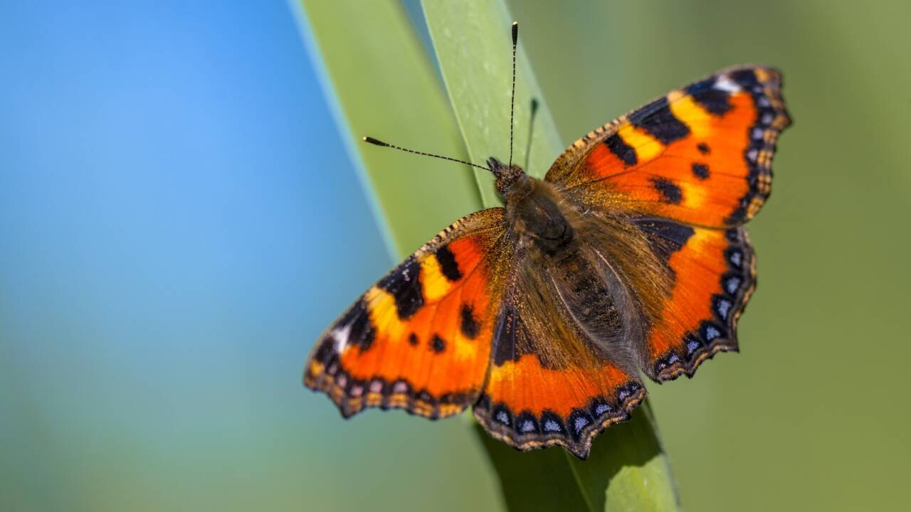 Britain sees second-best butterfly season in 16 years, but drought threatens next year
