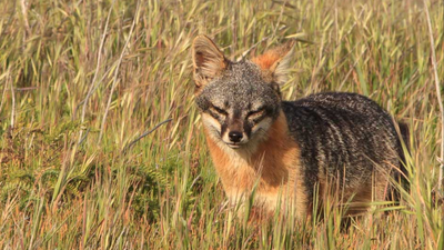 In 1999, just 15 island foxes remained on each of two California islands; captive breeding and ecosystem restoration pulled the species back from extinction